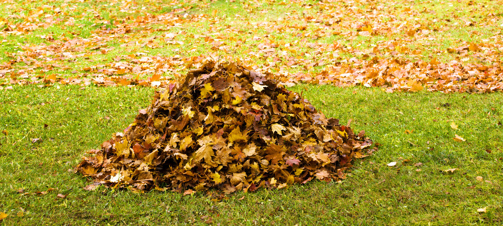 Comment gérer les feuilles mortes dans son jardin ?